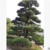 湖南苗圃 直銷黑松 造型黑松 價格優(yōu)廉