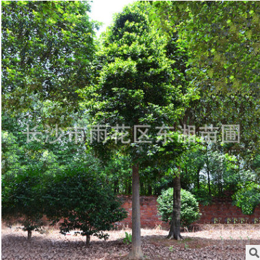批發(fā)供應(yīng)湖南竹柏樹 樹型優(yōu)美竹柏樹 綠化苗木基地直銷