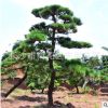 基地批發(fā)黑松樹苗 造型黑松樹 綠化工程 貨源充足 可大量批發(fā)