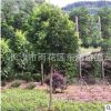 批發(fā)楊梅樹 湖南精品園林綠化工程苗木庭院造型綠化 苗圃基地直銷