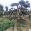 湖南基地直銷 造型紅桎木古樁 規(guī)格齊全