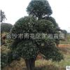 湖南苗圃 直銷欏木石楠古樁 規(guī)格齊全