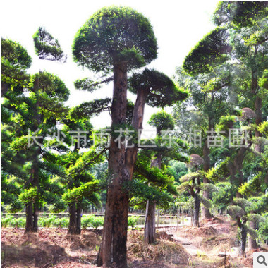 欏木石楠供應(yīng) 造型欏木石楠 規(guī)格齊全 貨源充足 可大量批發(fā)