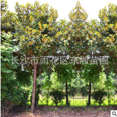 【特別推薦】廠家批量供應(yīng)多規(guī)格廣玉蘭樹苗 廣玉蘭 貨源充足