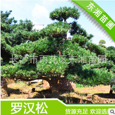 供應(yīng)綠化苗木園林工程綠化樹 大型 景觀 造型羅漢松 貨源充足