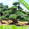 供應(yīng)綠化苗木園林工程綠化樹 大型 景觀 造型羅漢松 貨源充足