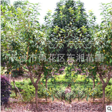精選櫻花基地長(zhǎng)期供應(yīng)櫻花樹綠化樹木 園林景觀 大櫻花樹貨源充足