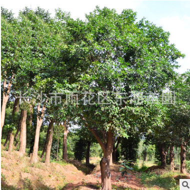 專業(yè)苗圃出售湖南香柚 生存強(qiáng)綠化樹苗 貨源充足 可大量批發(fā)