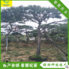 自然造景 造型奇特 觀賞風景樹 泰山景松 造型松