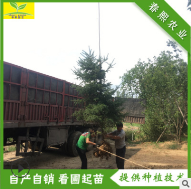 山東云杉 3 4 5米高云杉樹四季常青假植苗 云杉