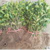 農戶種植冬青苗 30 40 50公分冬青苗 80 1米冬青球 冬青苗