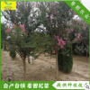 供應紫薇樹 百日紅樹 花期長 綠化首選 【3 4 5 6 】公分紫薇樹