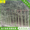 庭院綠化植物 供應小區綠化耐寒竹子南北方均可種植 竹子樹批發
