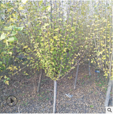 批發木槿花樹 3 4 5 公分木槿樹 基地直銷 帶土挖 成活率高