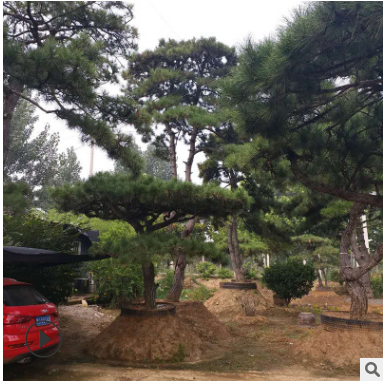 現貨供應造型松園林綠化造型優美造型松基地批發