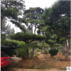 現貨供應造型松園林綠化造型優美造型松基地批發