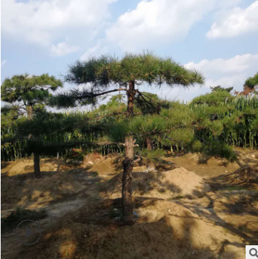 基地供應雪松 樹形優美質量保障 綠化工程用精品雪松