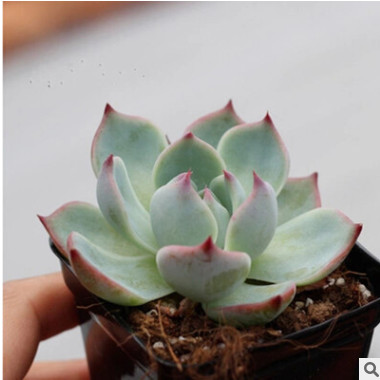批發多肉植物 吉娃娃 品相好 品種多