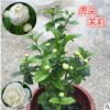 正宗虎頭茉莉花盆栽 重瓣濃香 白茉莉花 室內庭院綠植花卉帶花苞