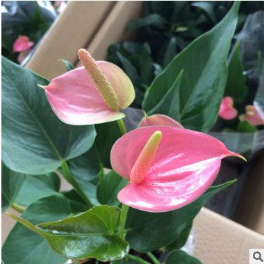 植物盆栽推薦【粉掌】含盆凈化空氣吸甲醛辦公室室內高檔綠植花卉