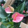 植物盆栽推薦【粉掌】含盆凈化空氣吸甲醛辦公室室內高檔綠植花卉