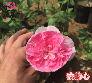 歐洲月季盆栽小苗 我的心 包子型 花型獨特 容易種植