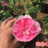 歐洲月季盆栽小苗 我的心 包子型 花型獨特 容易種植
