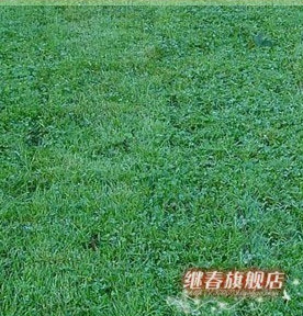 四季長青的草坪種子,耐熱性強的早熟禾種子(藍鉆)每斤28元