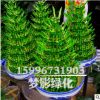 批發(fā)室內(nèi)富貴竹盆栽 盆栽植物室內(nèi)綠化 水培轉(zhuǎn)運竹 竹塔 節(jié)節(jié)高