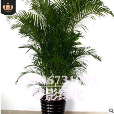 鳳尾竹批發(fā)室內(nèi)陽臺盆栽花卉精品綠植盆景鳳尾竹苗規(guī)格齊全