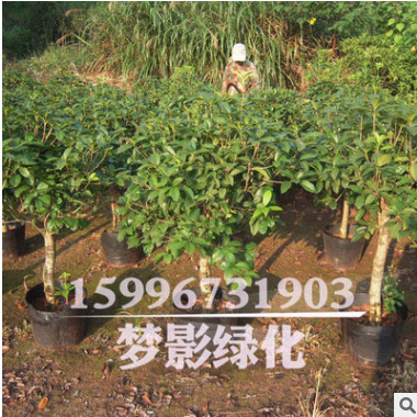 精品桂花 修剪成型 冠幅飽滿8-20公分八月桂花樹苗等 超過成活率