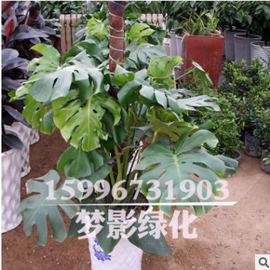 龜背竹辦公室綠化植物 龜背竹盆栽 室內(nèi)盆栽花卉大龜背竹觀葉植物