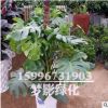 龜背竹辦公室綠化植物 龜背竹盆栽 室內(nèi)盆栽花卉大龜背竹觀葉植物