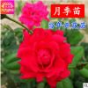 批發(fā)精品月季花苗 大花月季苗 庭院盆栽陽(yáng)臺(tái)花卉 玫瑰薔薇苗