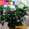 濃香型牡丹梔子花樹苗 大葉小葉中葉梔子花苗盆栽梔子花樹苗