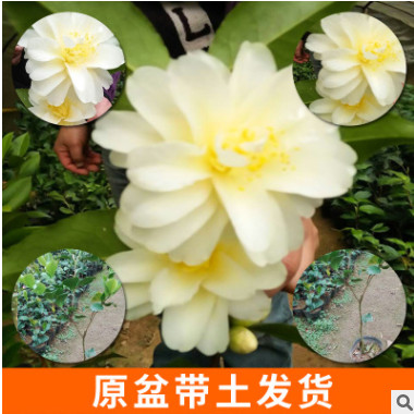 廠家銷售新品種茶花詩夢 品種浪漫佳人茶花
