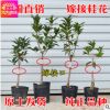 嫁接桂花樹苗 桂花盆栽 地栽苗 日香桂金桂丹桂沉香桂狀元紅