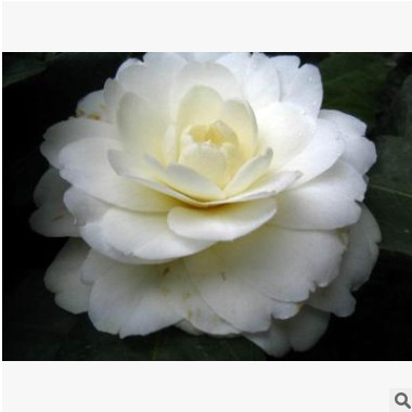 茶花樹 四季茶花 杰作茶花品種苗批發批發