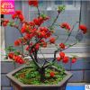日本海棠花盆栽花卉花苗 植物盆景樹樁長壽冠海棠7年大苗 樹形好