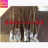 批發(fā)精品牡丹花苗 白雪塔 盆栽花卉 5-7年苗 洛陽 菏澤 芍藥花苗