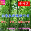批發(fā)青竹苗 早園竹苗 竹子苗 室內(nèi) 小型庭院用竹直銷 毛竹苗