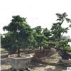 綠化苗木胸徑10-30CM臺灣羅漢松 園林工程綠化樹造型羅漢松批發