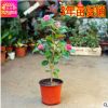 室內(nèi)盆栽 茶花苗 帶花苞 山茶花樹苗 當年開花 年宵花卉 3年苗