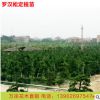基地批發臺灣日本松苗造型羅漢松樹苗羅漢松綠化盆栽小苗定值苗