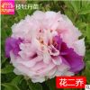 批發(fā)精品牡丹花苗 花二喬 盆栽花卉 5-7年苗 洛陽 菏澤 芍藥花苗