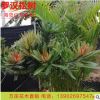 四季紅海島羅漢松苗盆景 紫金松紫真趣肥仔葉羅漢松綠植小盆栽