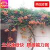 批發(fā)美國凌霄花苗基地直銷 攀援花卉 庭院別墅綠化 大小規(guī)格齊全