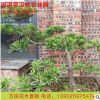 實拍植物別墅庭院擺飾羅漢松盆栽 防輻射辦公室羅漢松盆景批發