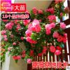 薔薇苗 無刺多花薔薇花苗 爬藤盆栽植物 220天循環(huán)開花苗 3年苗
