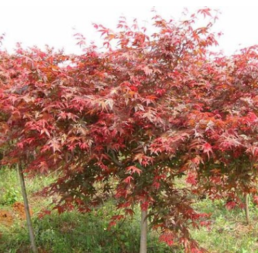 日本紅楓苗 紅楓小苗 秋火焰紅舞姬 盆栽紅楓樹苗綠化樹苗